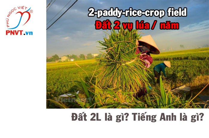 Đất 2L là đất gì? Đất 2 vụ lúa trên năm tiếng Anh là gì?